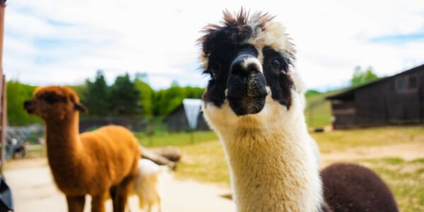 lama